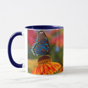 Ein Spicebush-Frack, Papilio troilo Tasse