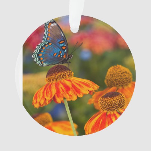 Ein Spicebush Frack, Papilio troilus Ornament (Vorderseite)