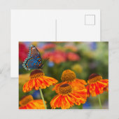 Ein Spicebush Frack, Papilio troilus Postkarte (Vorne/Hinten)