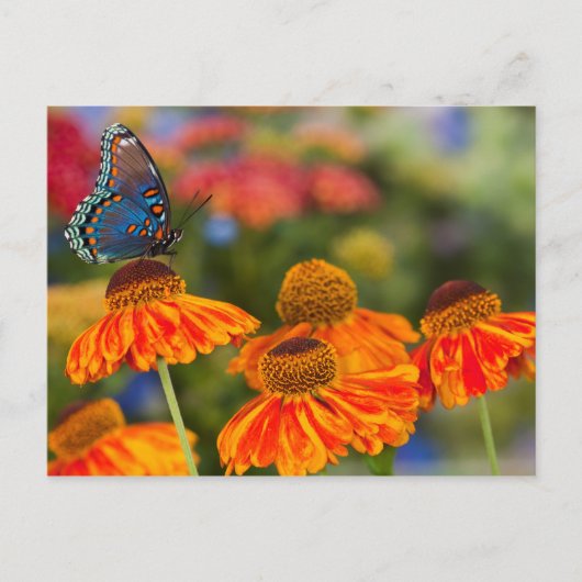 Ein Spicebush Frack, Papilio troilus Postkarte (Vorderseite)