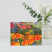 Ein Spicebush Frack, Papilio troilus Postkarte (Stehend Vorderseite)