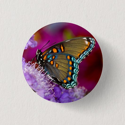 Ein Spicebush-Frack-Schmetterling Button (Vorderseite)