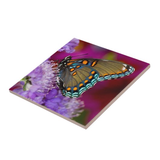 Ein Spicebush-Frack-Schmetterling Fliese (Seite)