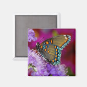 Ein Spicebush-Frack-Schmetterling Magnet (Vorderseite/Rückseite)
