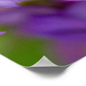 Ein Spicebush-Frack-Schmetterling Poster (Ecke)
