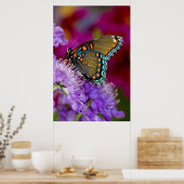 Ein Spicebush-Frack-Schmetterling Poster (Küche)