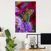 Ein Spicebush-Frack-Schmetterling Poster (Heimbüro)