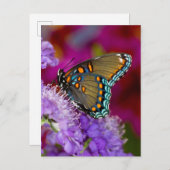 Ein Spicebush-Frack-Schmetterling Postkarte (Vorne/Hinten)
