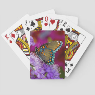 Ein Spicebush-Frack-Schmetterling Spielkarten