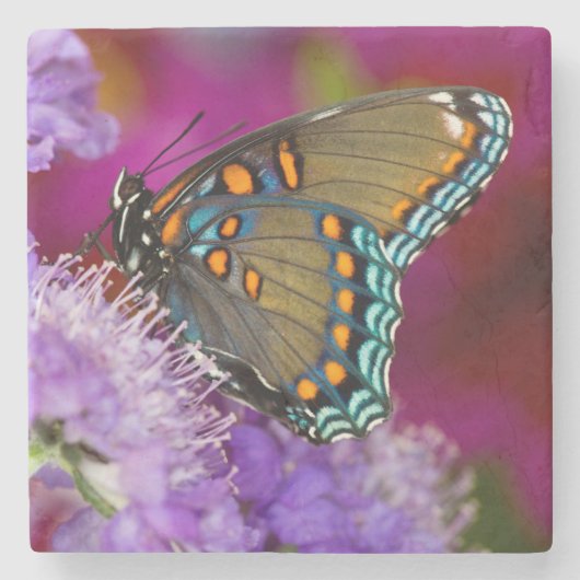 Ein Spicebush-Frack-Schmetterling Steinuntersetzer (Vorderseite)