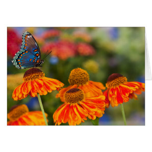 Ein Spicebush Swallowtail, Papilio troilus