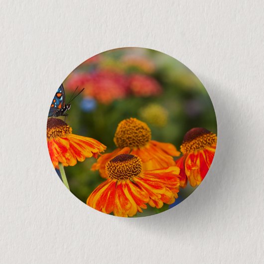 Ein Spicebush Swallowtail, Papilio troilus Button (Vorderseite)