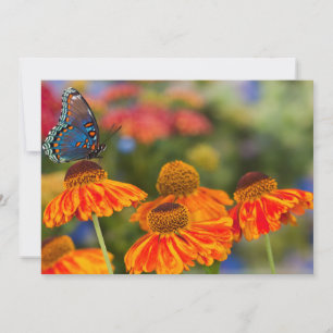 Ein Spicebush Swallowtail, Papilio troilus Dankeskarte