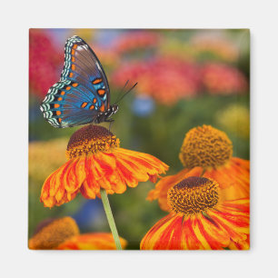 Ein Spicebush Swallowtail, Papilio troilus Magnet