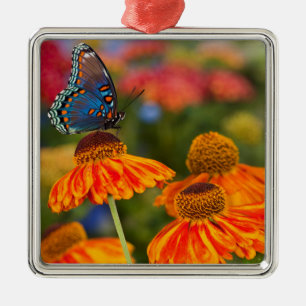 Ein Spicebush Swallowtail, Papilio troilus Ornament Aus Metall