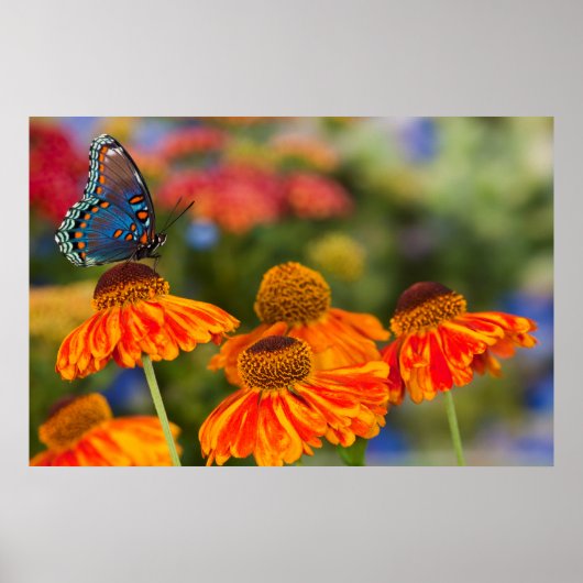 Ein Spicebush Swallowtail, Papilio troilus Poster (Vorne)