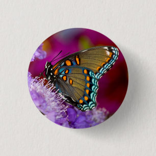 Ein Spicebush Swallowtail Schmetterling Button