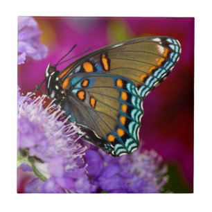 Ein Spicebush Swallowtail Schmetterling Fliese