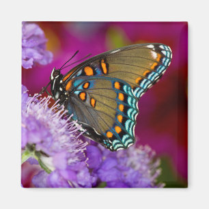 Ein Spicebush Swallowtail Schmetterling Magnet