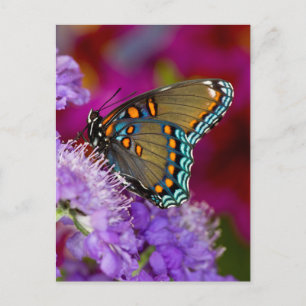 Ein Spicebush Swallowtail Schmetterling Postkarte