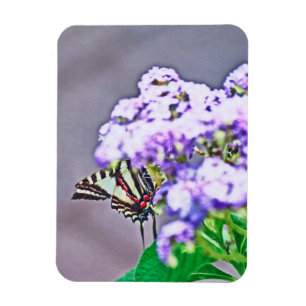 Ein Spiel der Verborgenen und Suche Magnet