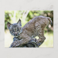 Ein spielerischer kanadischer Lynx Kitten