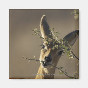 Ein Steenbok, der die Kamera betrachtet, während Magnet