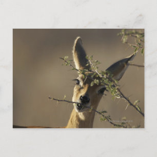 Ein Steenbok, der sich die Kamera anschaut, währen Postkarte