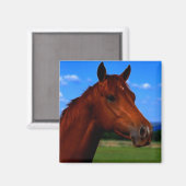 Ein stehendes Pferd Magnet (Vorderseite/Rückseite)