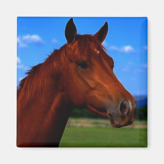 Ein stehendes Pferd Magnet (Vorne)