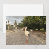 Ein Storchportrait Feiertagskarte (Vorne/Hinten)