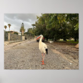 Ein Storchportrait Poster (Vorne)