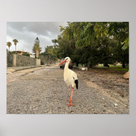 Ein Storchportrait Poster