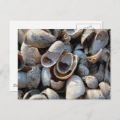 Ein Strand mit Muscheln Postkarte (Vorne/Hinten)