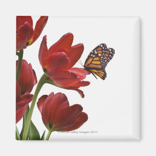 ein Strauß roter Tulpen wird von einem Monarchen b Magnet