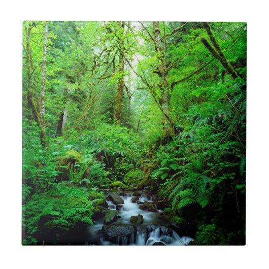 Ein Strom in einem alten Wald Fliese (Vorderseite)