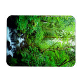 Ein Strom in einem alten Wald Magnet (Horizontal)