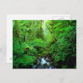 Ein Strom in einem alten Wald Postkarte (Vorne/Hinten)