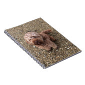 Ein Super Sweet Cavapoo-Notebook Notizblock (Rechte Seite)