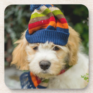 Ein süßer Cavachon Welpe in einem Winter-Hut und Getränkeuntersetzer