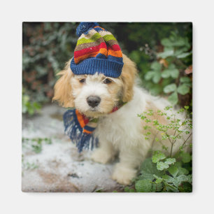 Ein süßer Cavachon Welpe in einem Winter-Hut und Magnet