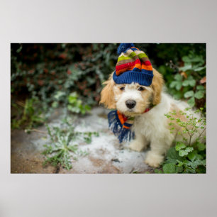 Ein süßer Cavachon Welpe in einem Winter-Hut und Poster