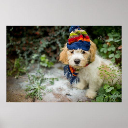 Ein süßer Cavachon-Welpe in einem Winterhut und Ka Poster (Vorne)