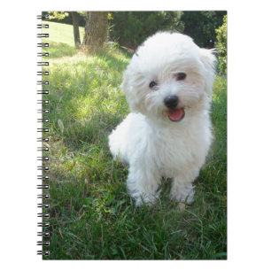 ein süßer Westie - West Highland Terrier - vor Ort Notizblock