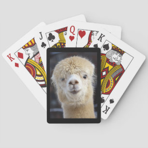 Ein süßes, flauschiges Gesicht eines Alpakas    Spielkarten