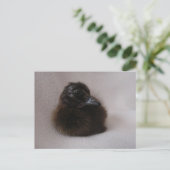 Ein Tag alte Entenleine Postkarte (Stehend Vorderseite)