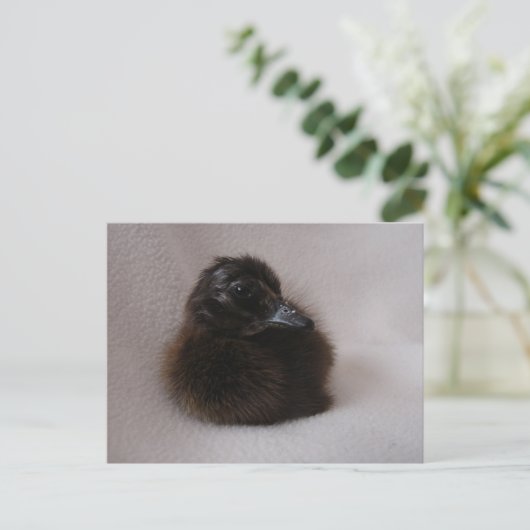 Ein Tag alte Entenleine Postkarte (Stehend Vorderseite)