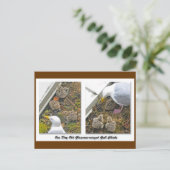 Ein Tag alte Gull Chicks Postkarte (Stehend Vorderseite)