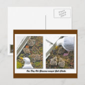Ein Tag alte Gull Chicks Postkarte (Vorne/Hinten)