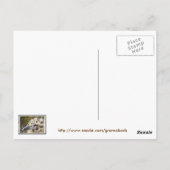 Ein Tag alte Gull Chicks Postkarte (Rückseite)